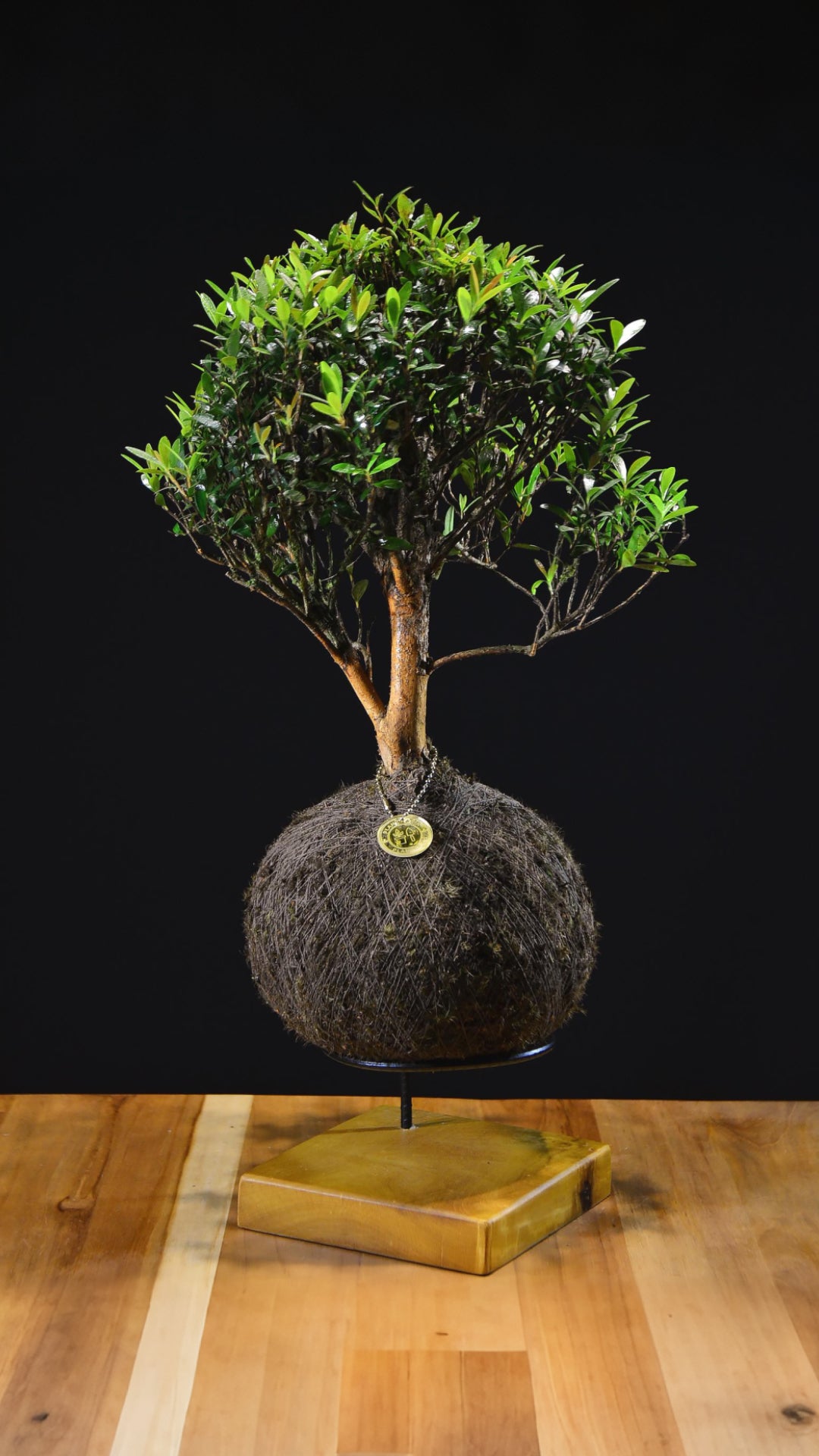 Kokedama Bonsai Cereja (Premium)