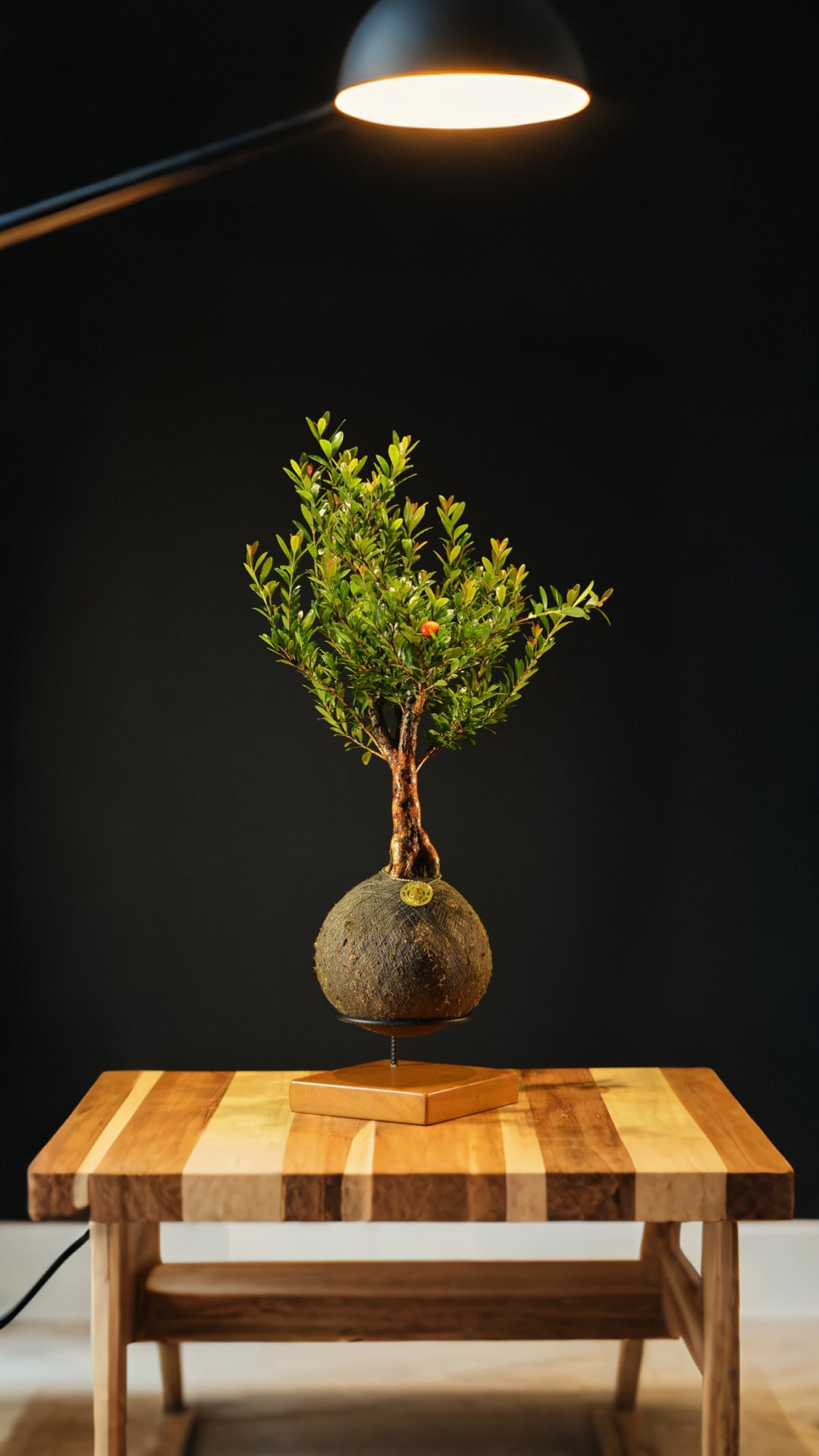 Kokedama Bonsai Cereja