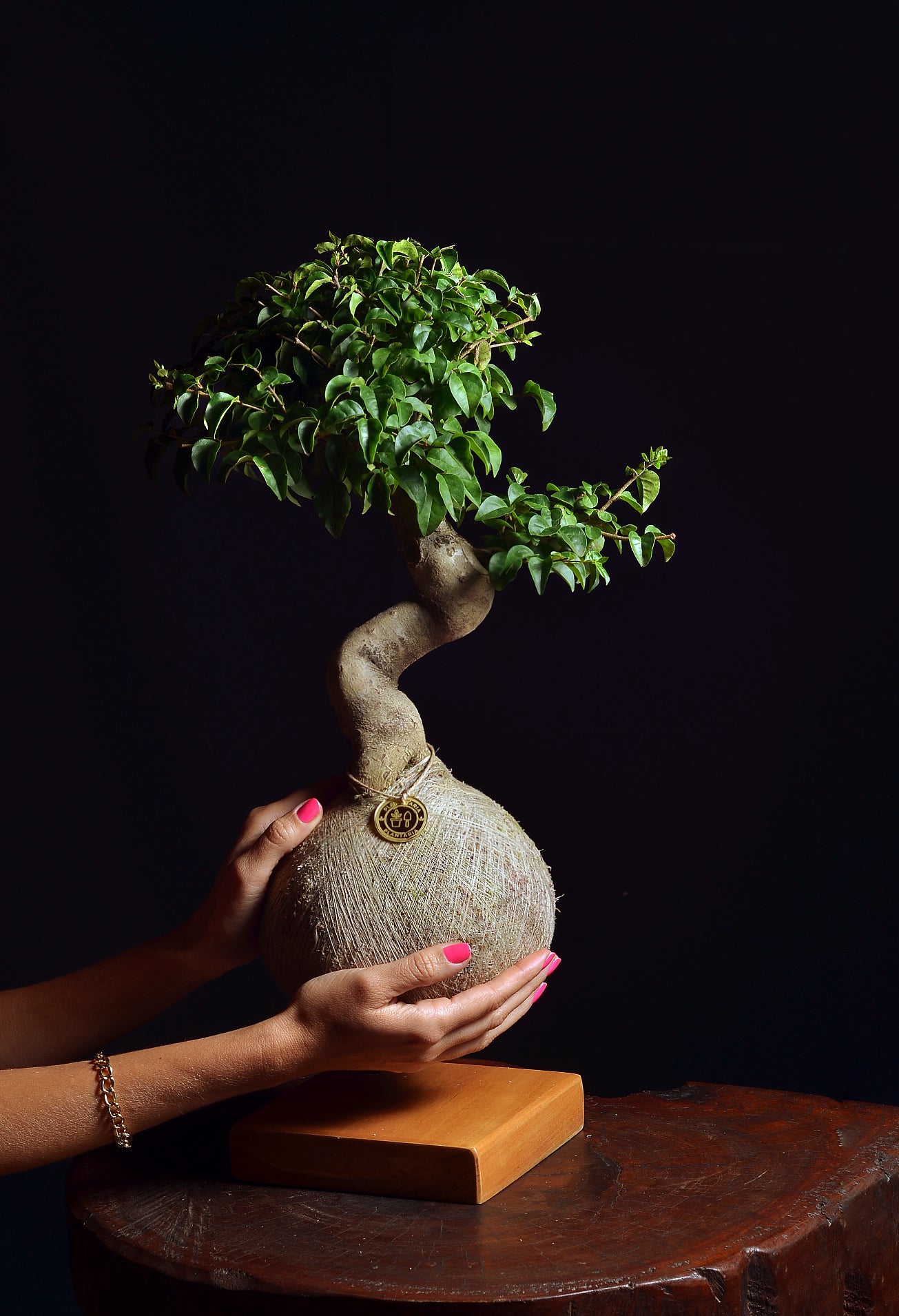 Kokedama Bonsai Ligustro (M)