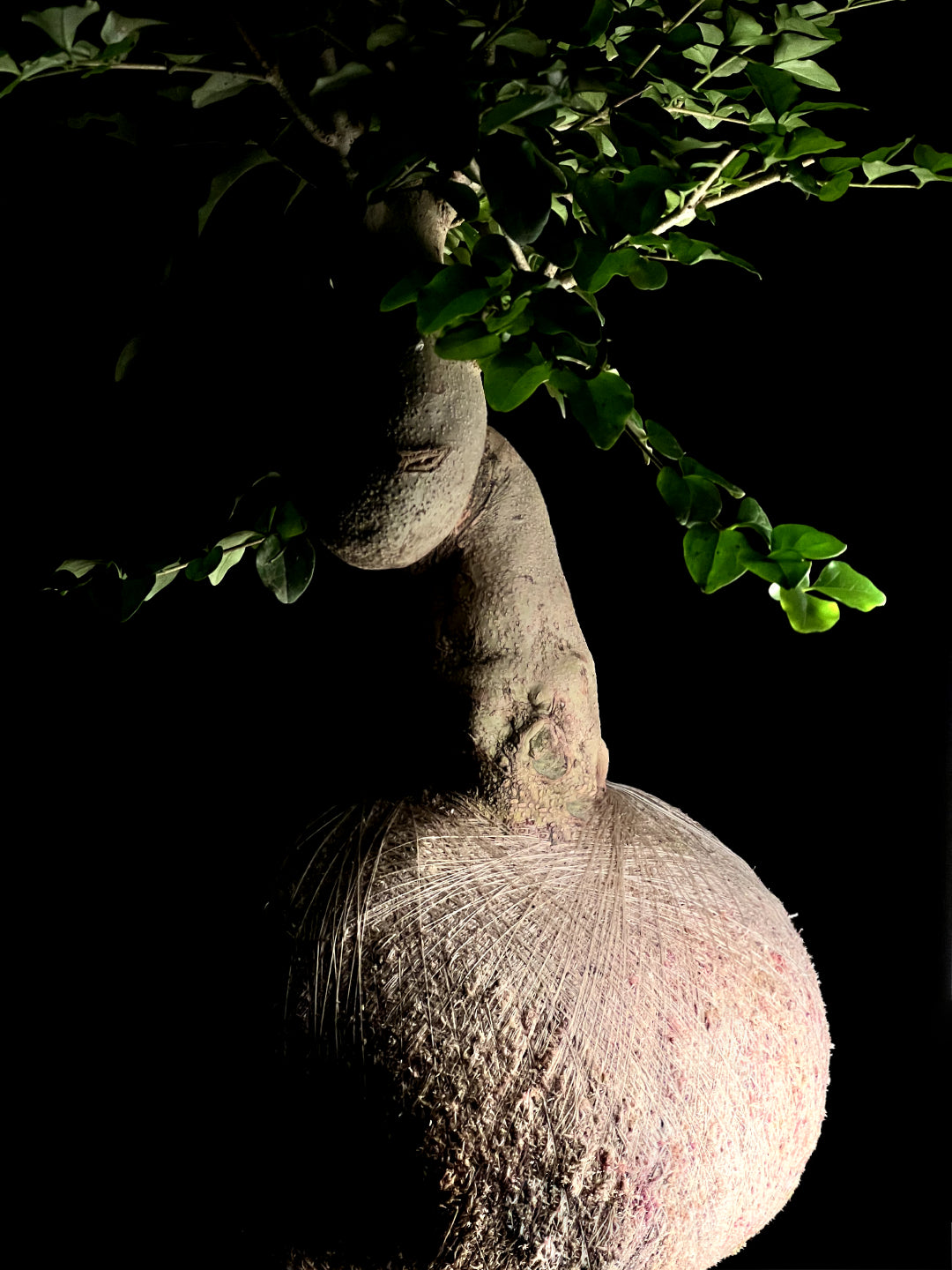 Kokedama Bonsai Ligustro Premium