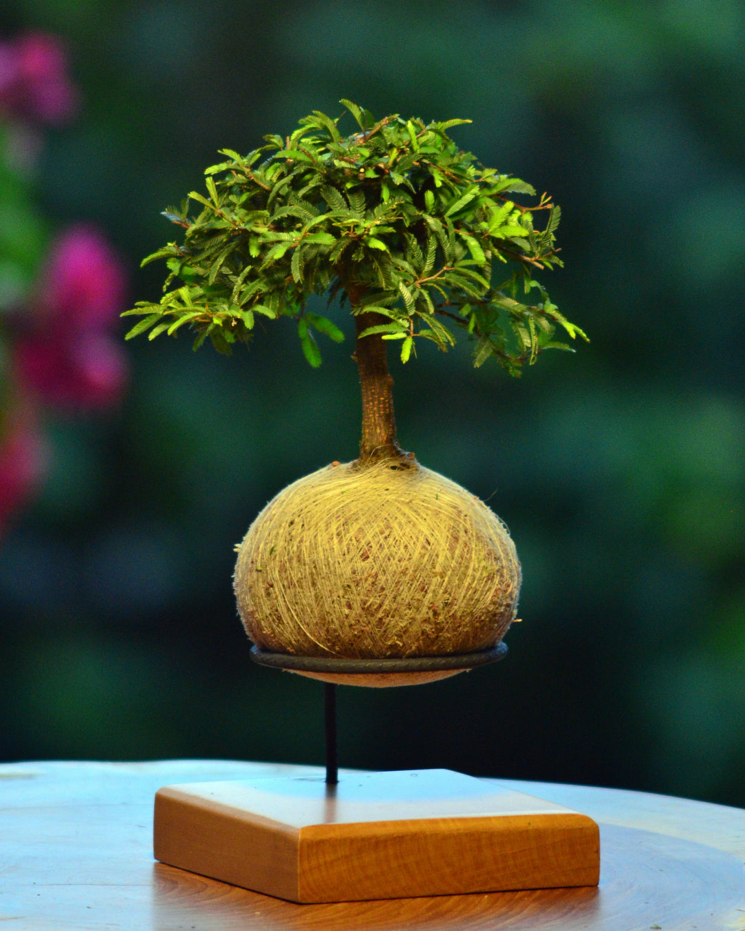 Kokedama Bonsai Caliandra
