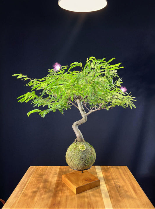 Kokedama Bonsai Caliandra