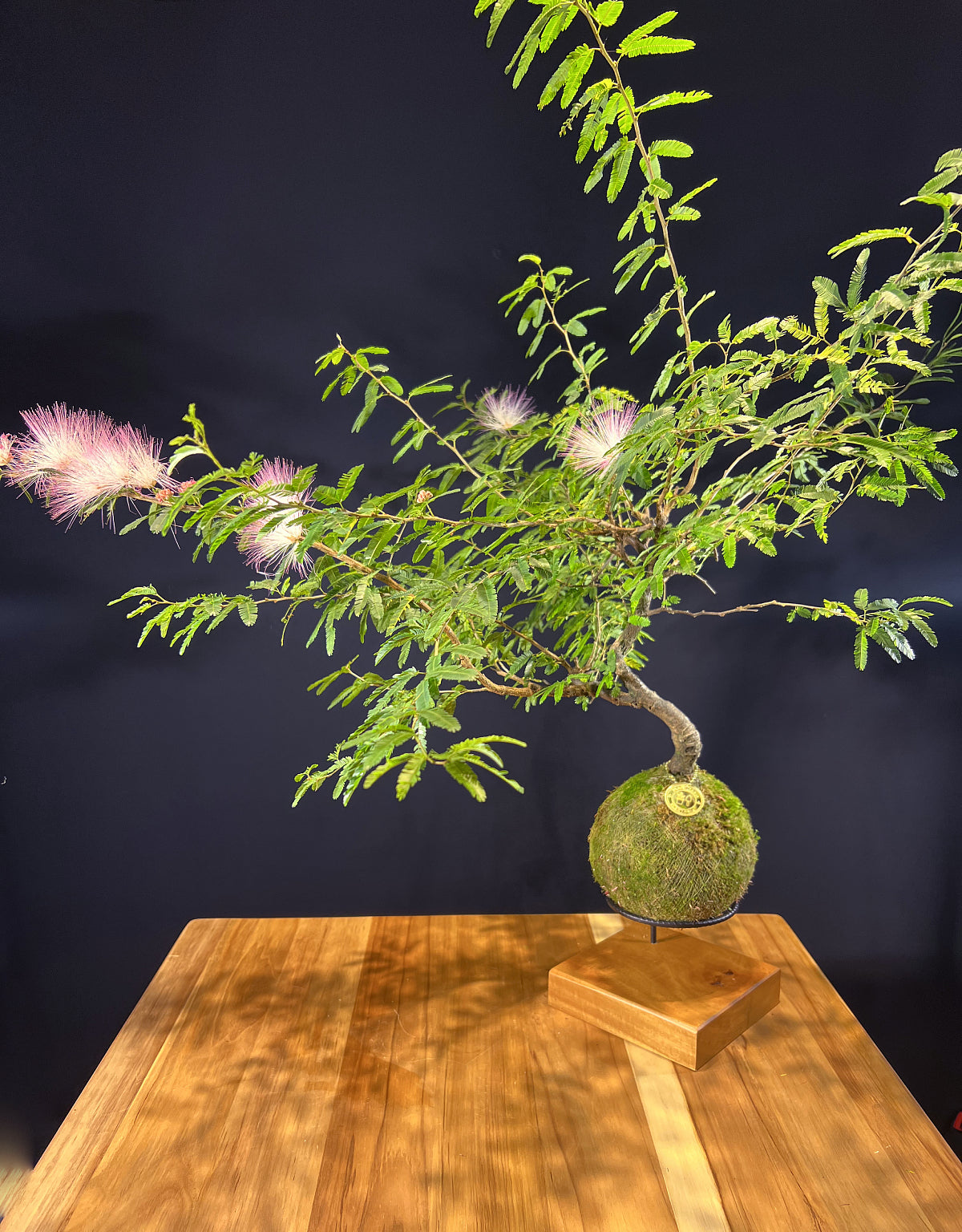 Kokedama Bonsai Caliandra