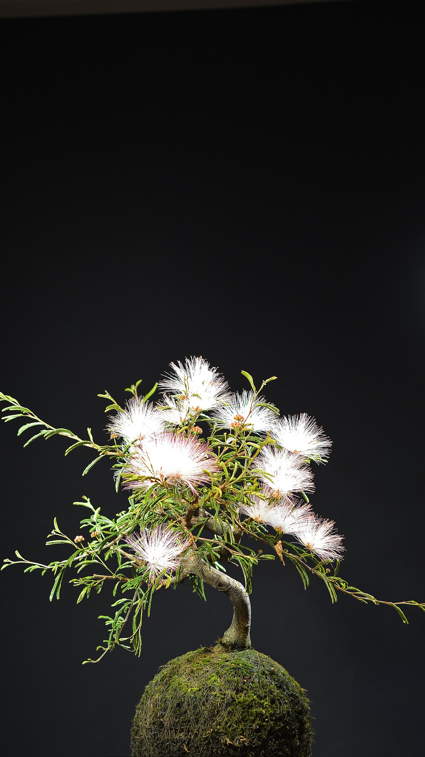 Kokedama Bonsai Caliandra