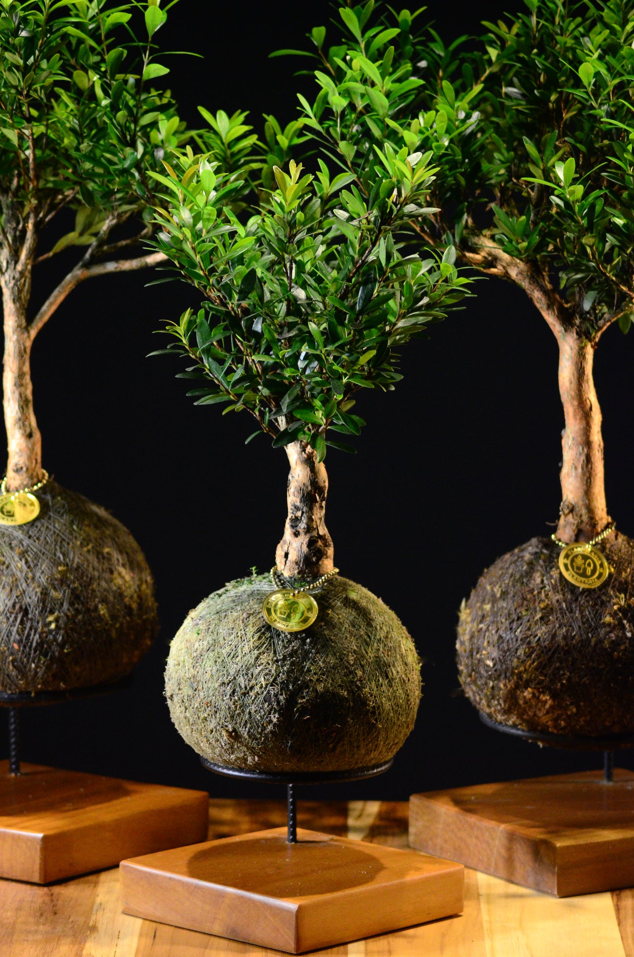 Kokedama Bonsai Cereja (Premium)