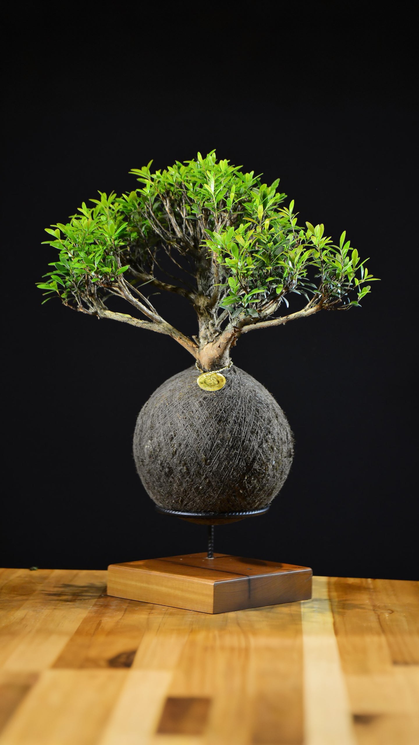 Kokedama Bonsai Cereja (Premium)