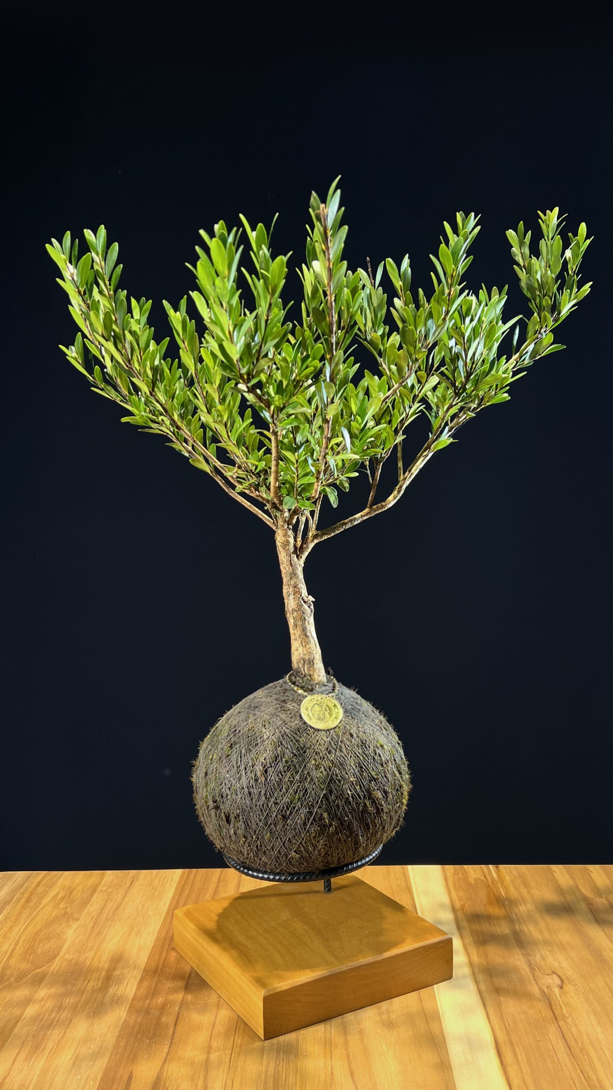 Kokedama Bonsai Cereja