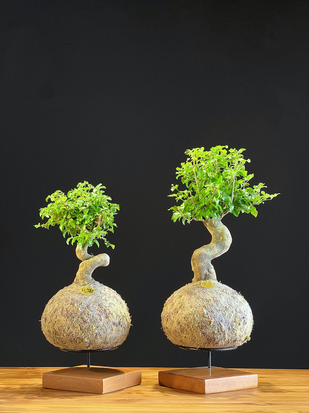 Kokedama Bonsai Família