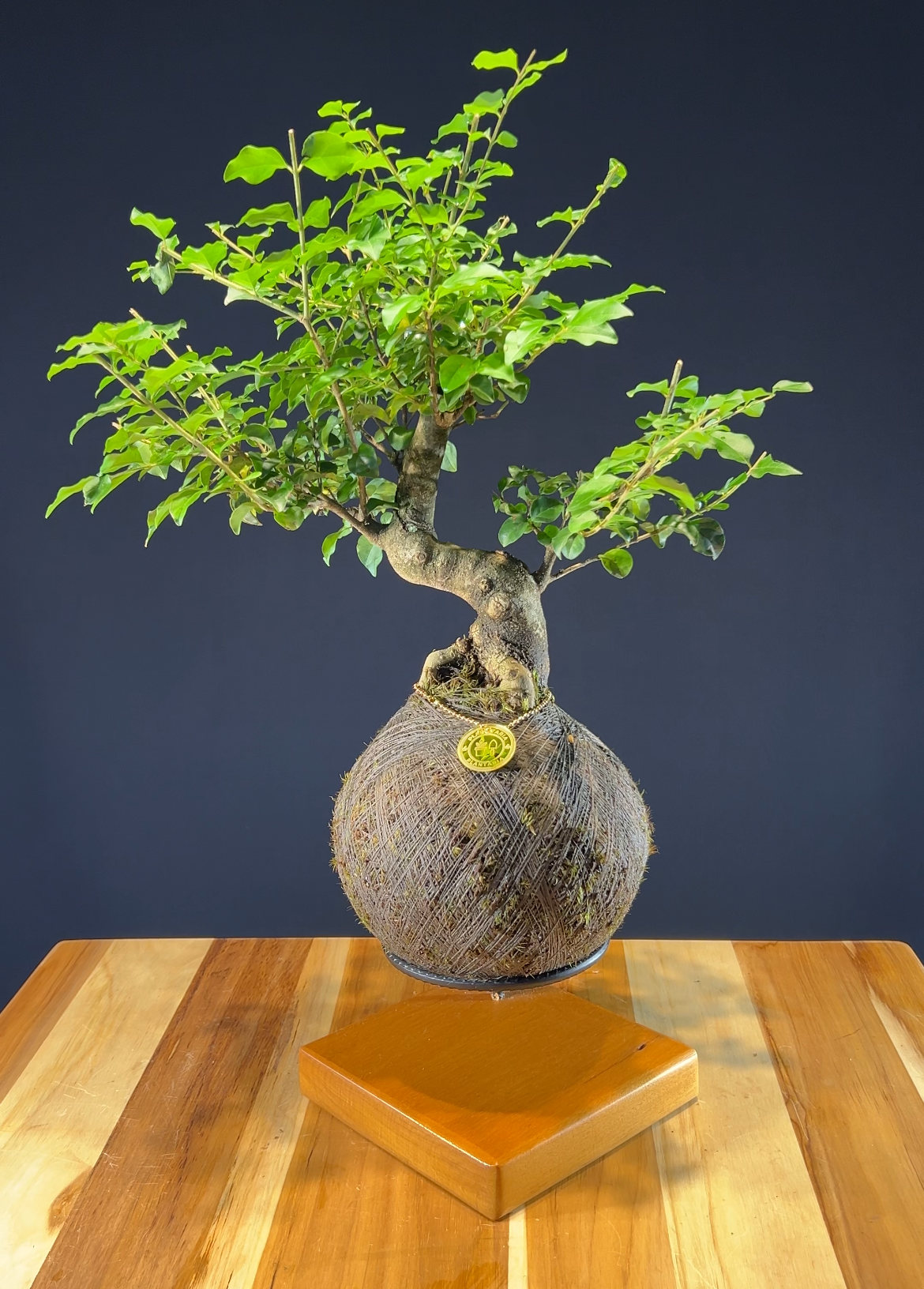 Kokedama Bonsai Ligustro (M)