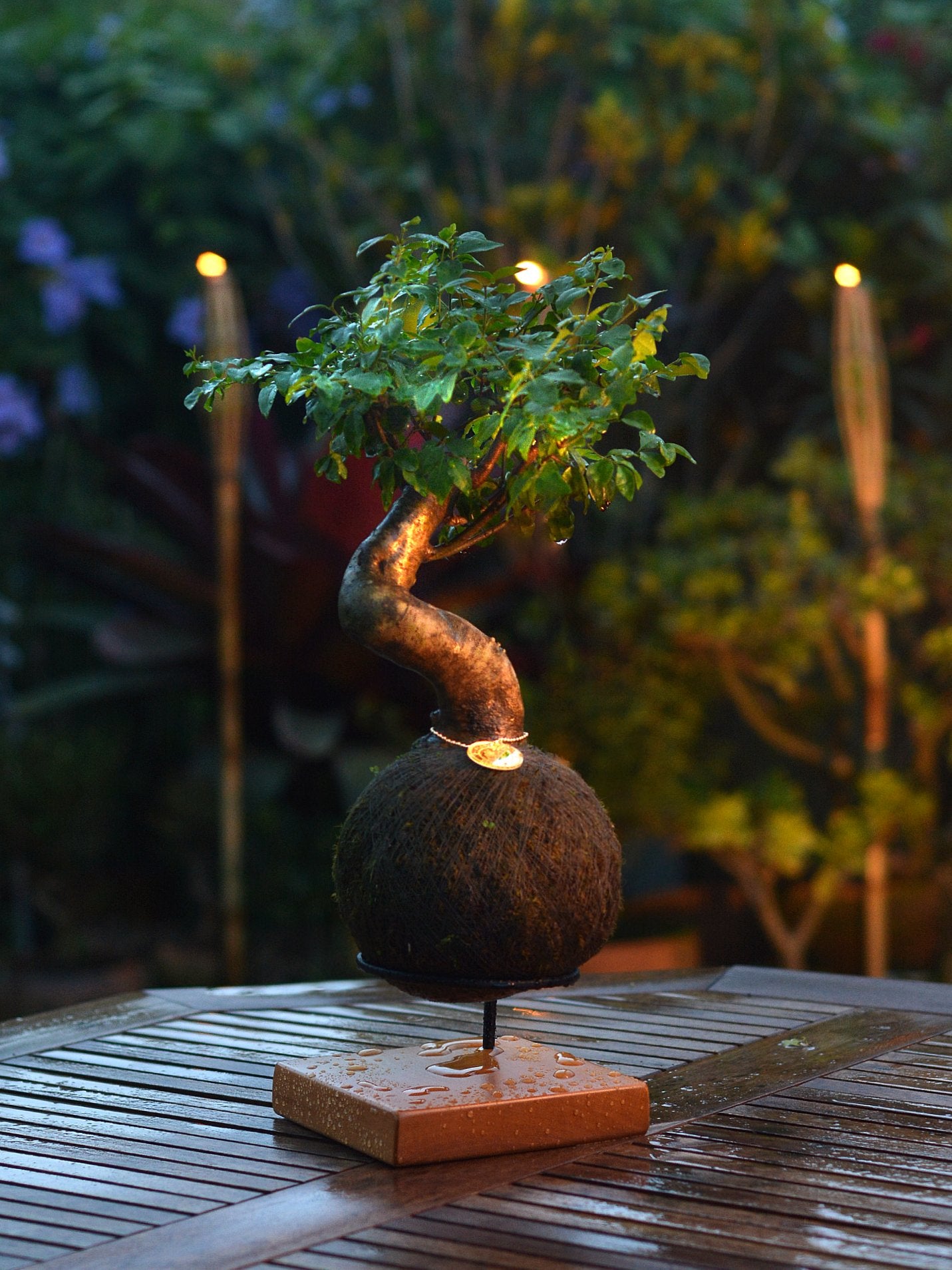 Kokedama Bonsai Ligustro (M)