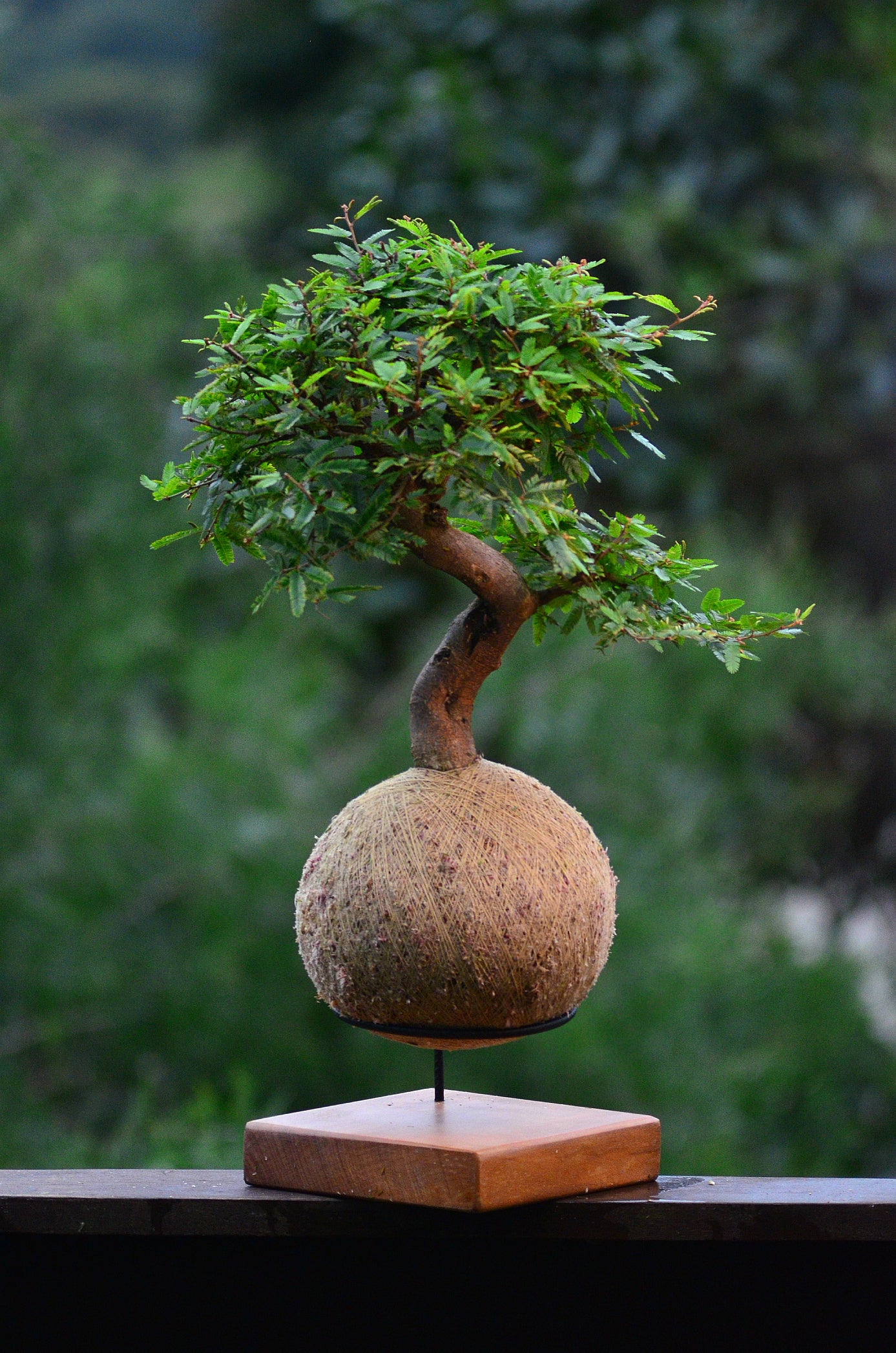 Kokedama Bonsai Caliandra