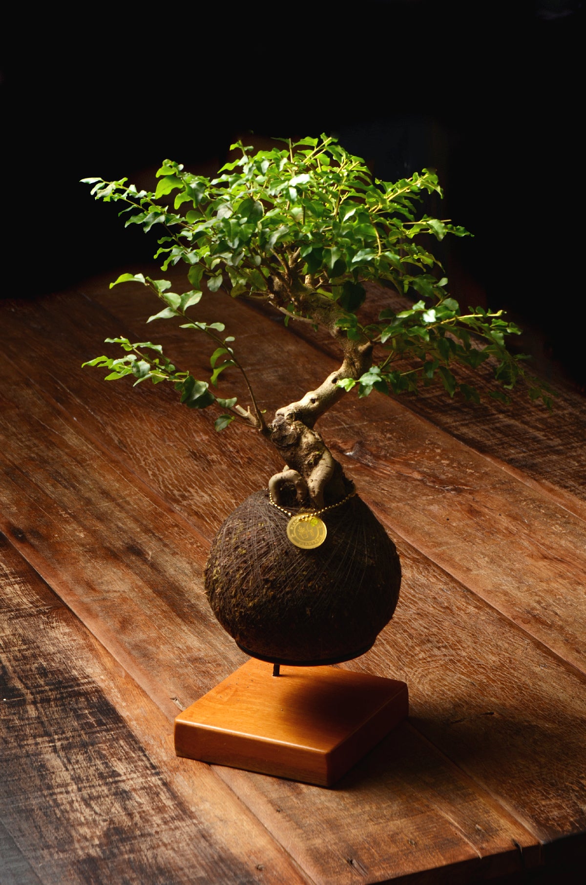 Kokedama Bonsai Ligustro (M)