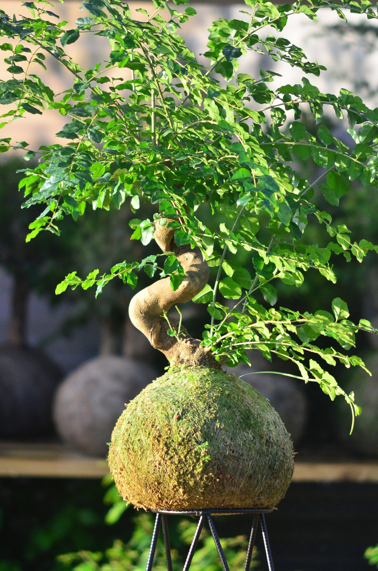 Kokedama Bonsai Ligustro Premium (GG)
