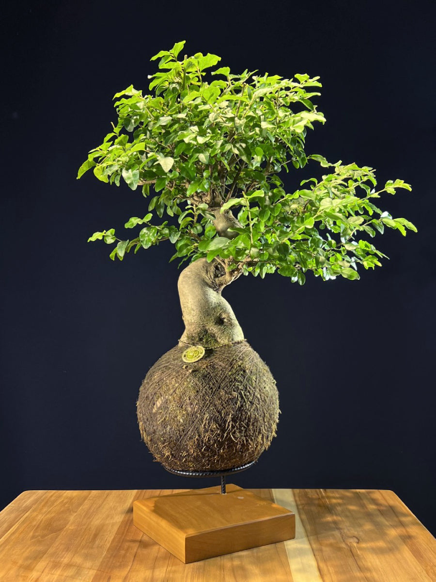 Kokedama Bonsai Ligustro Premium