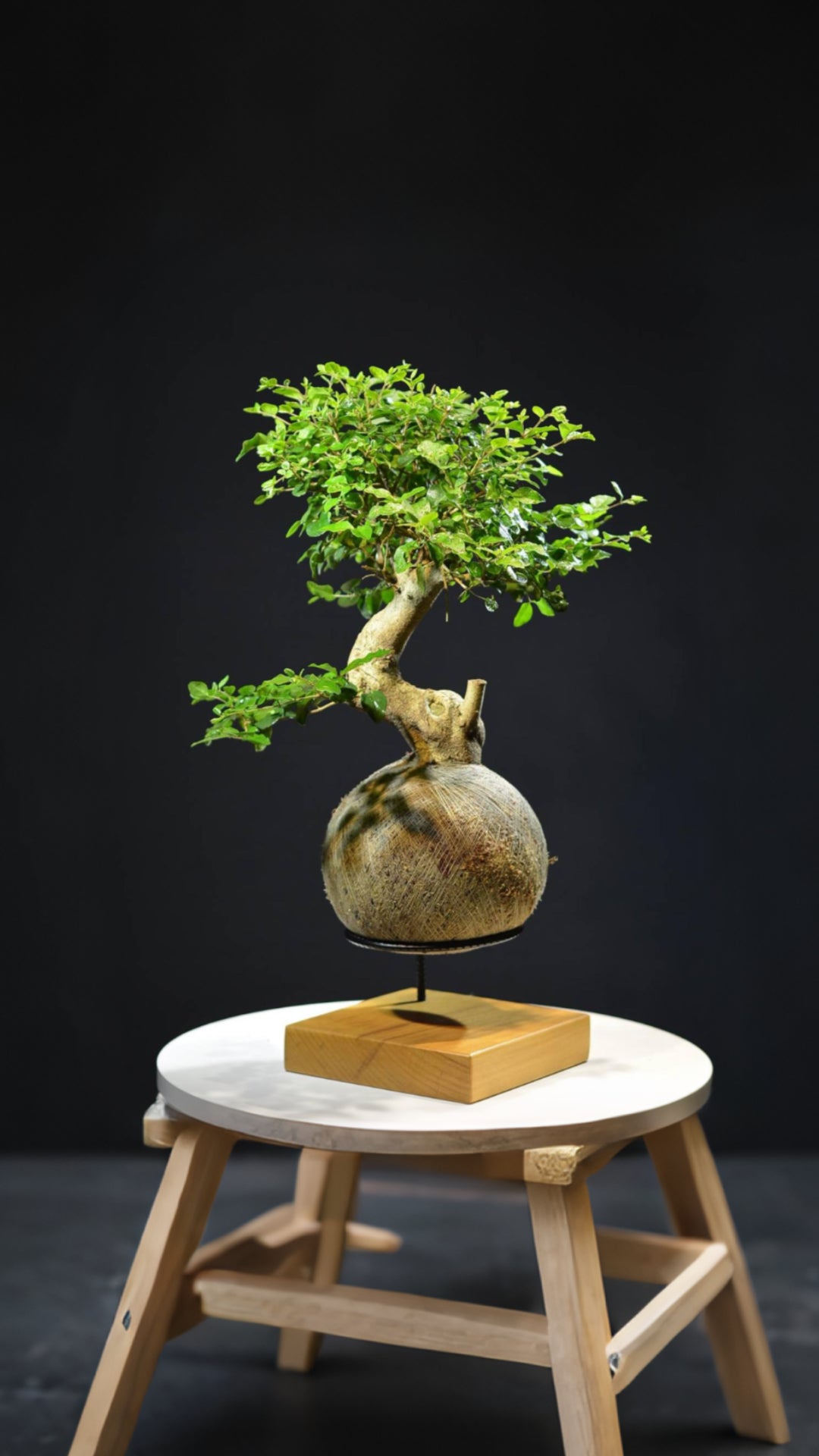 Kokedama Bonsai Ligustro (M)