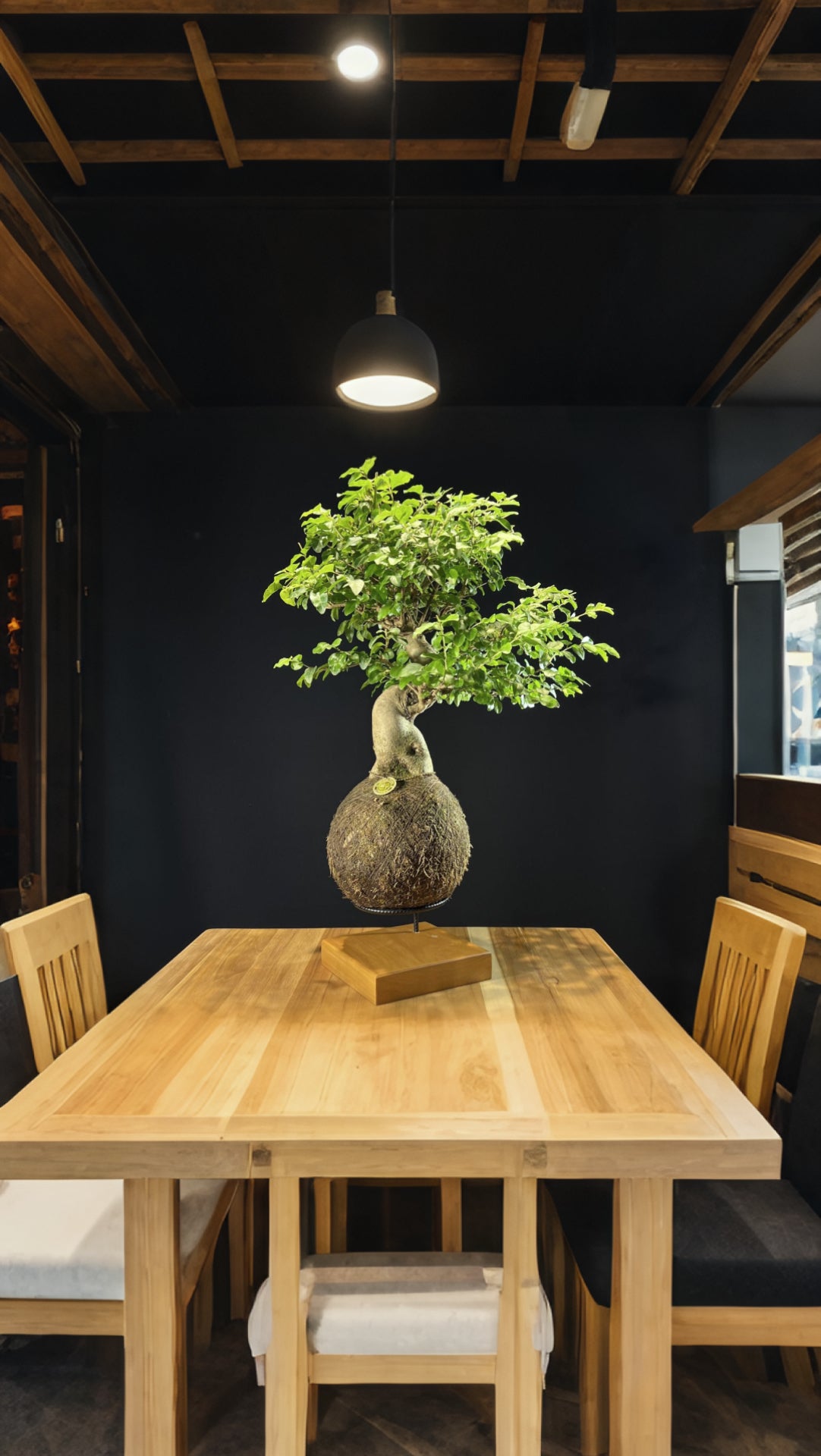 Kokedama Bonsai Ligustro Premium
