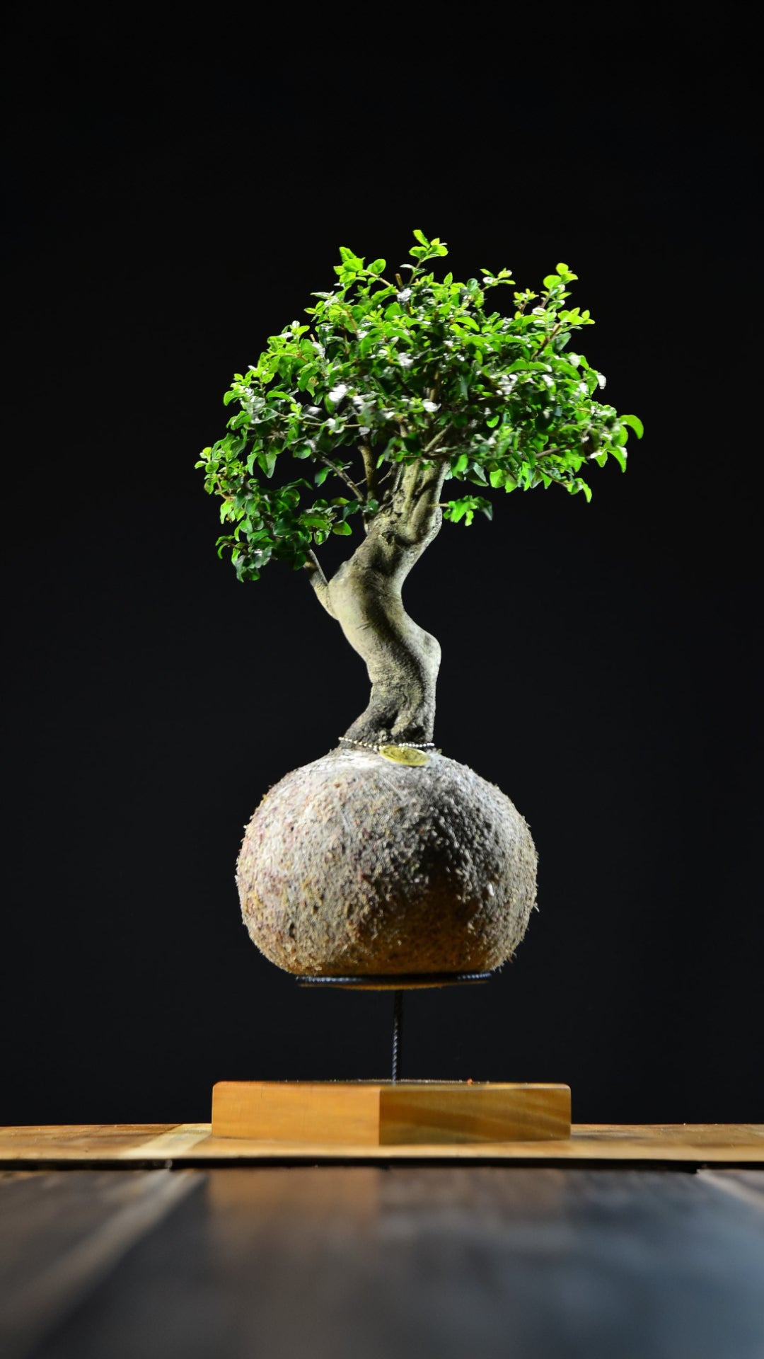 Kokedama Bonsai Ligustro Premium