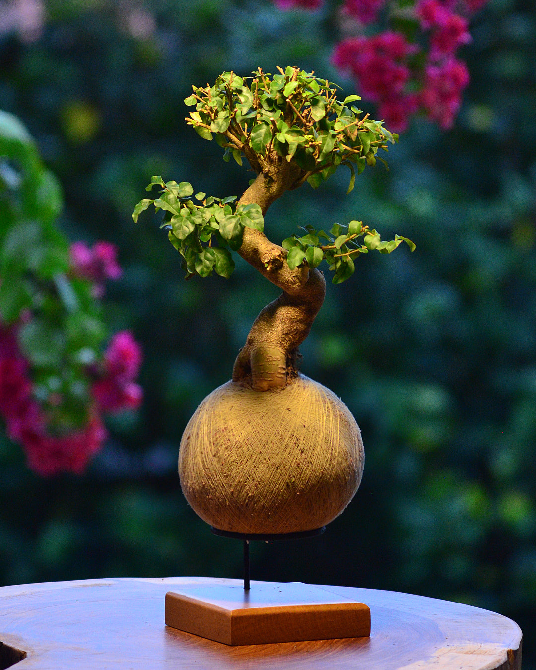 Kokedama Bonsai Ligustro Premium
