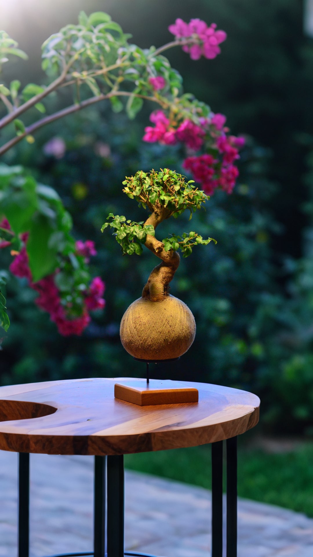 Kokedama Bonsai Ligustro Premium
