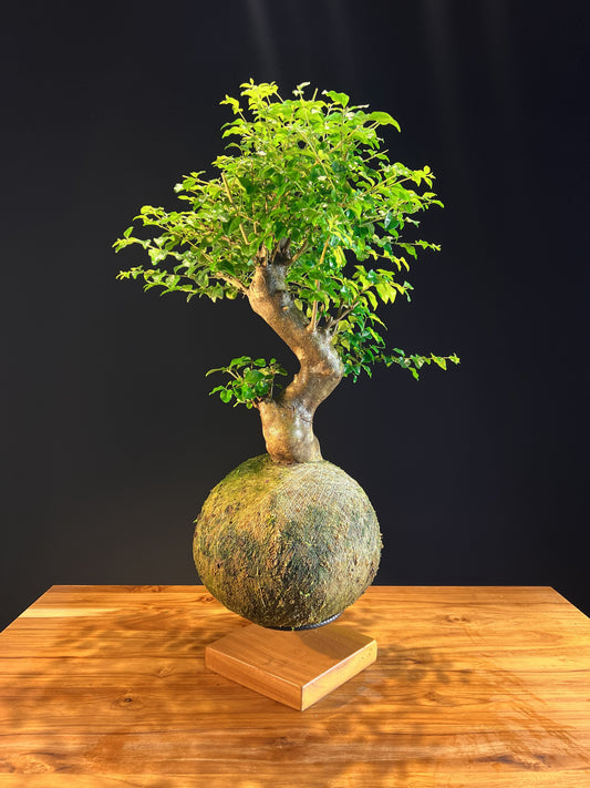 Kokedama Bonsai Ligustro Premium (GG)