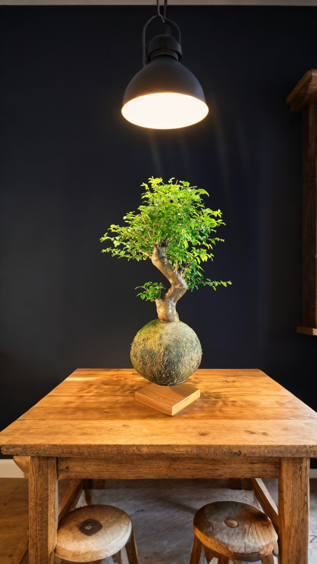 Kokedama Bonsai Ligustro Premium (GG)