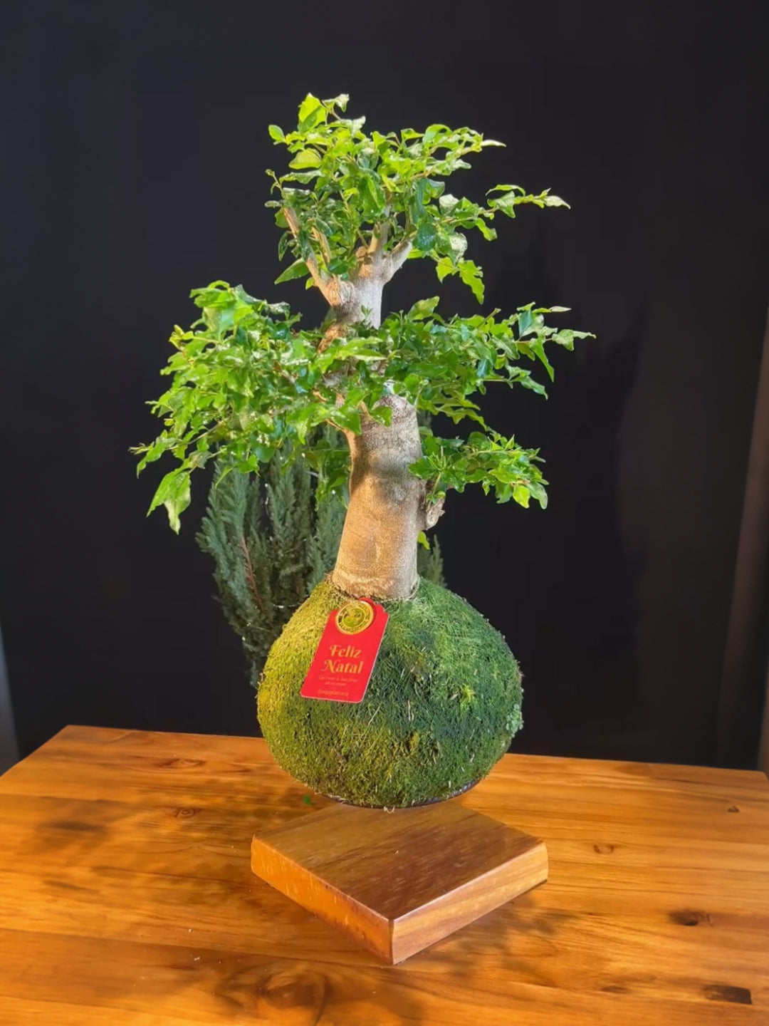 Kokedama Bonsai Ligustro Premium (GG)