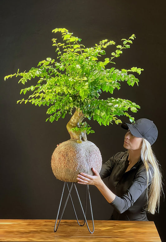 Kokedama Bonsai Ligustro Premium (GG)