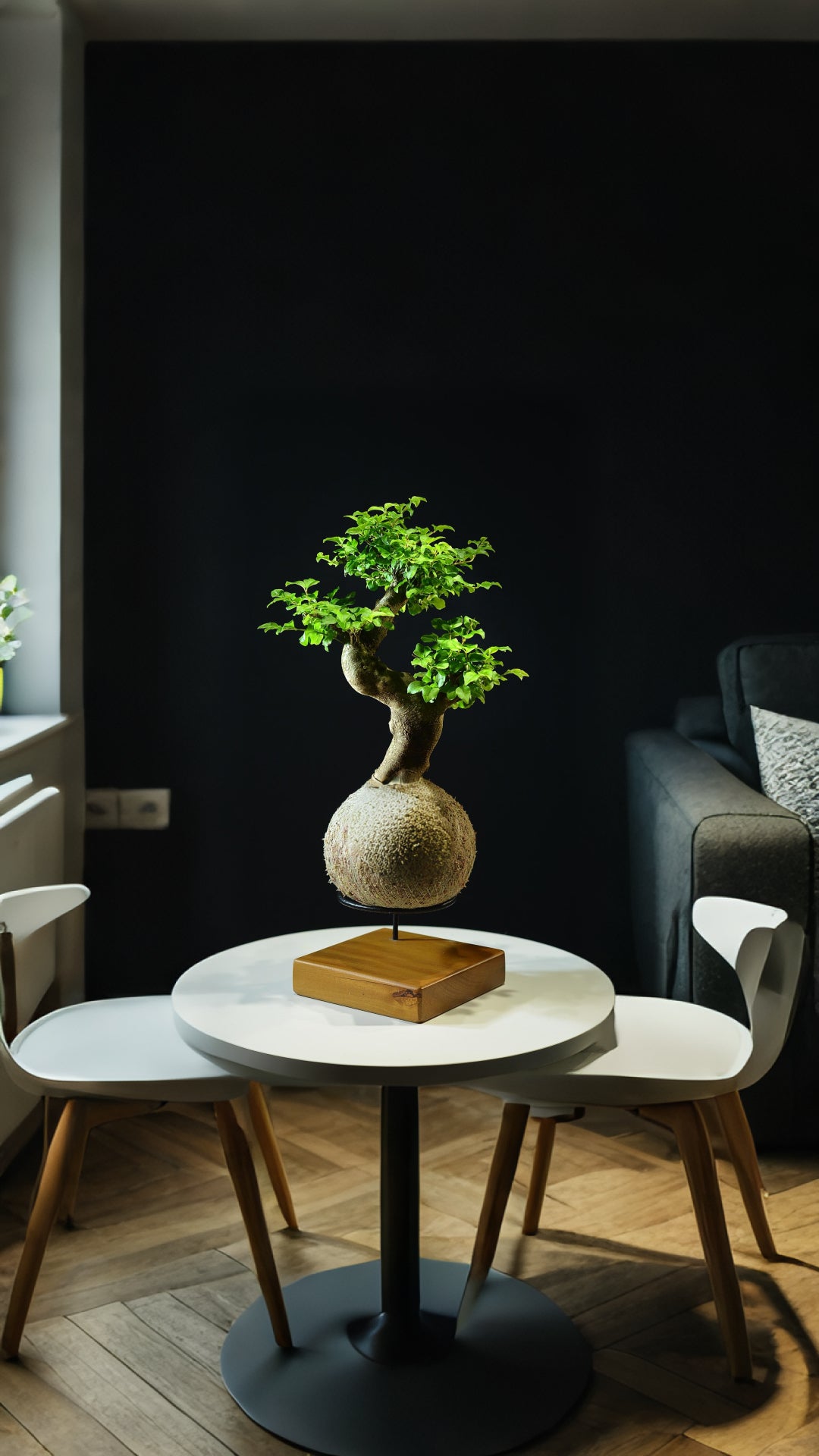 Kokedama Bonsai Ligustro (M)