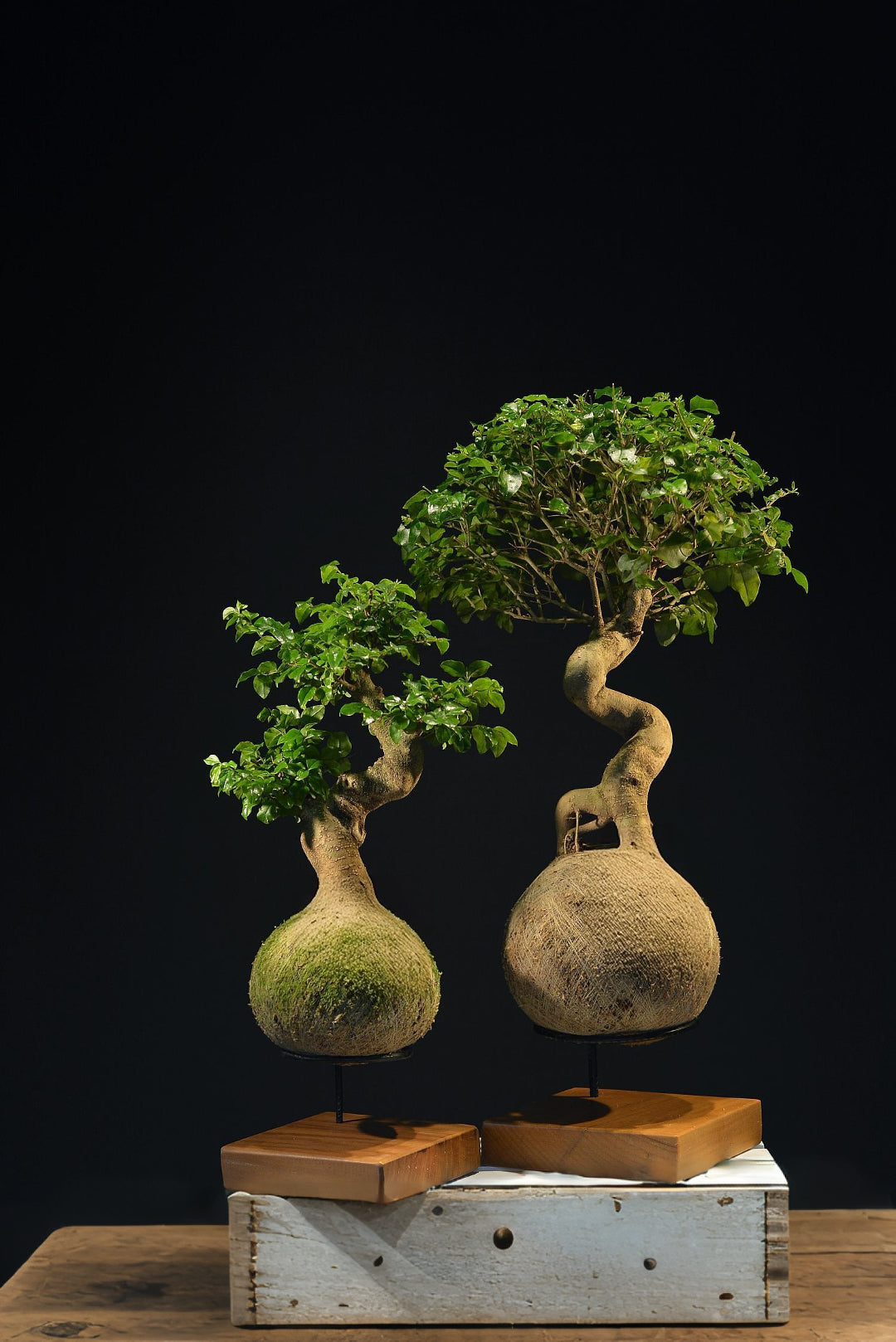 Kokedama Bonsai Família