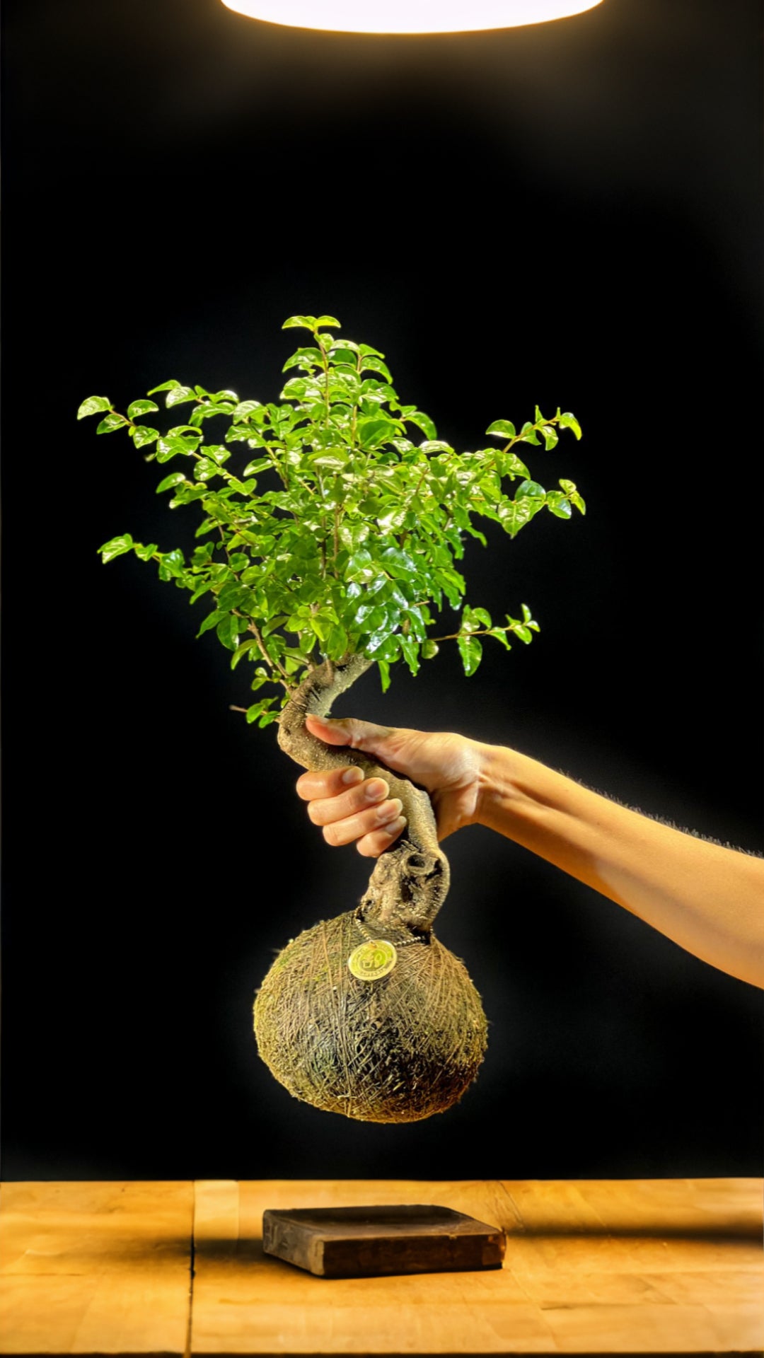 Kokedama Bonsai Ligustro (M)