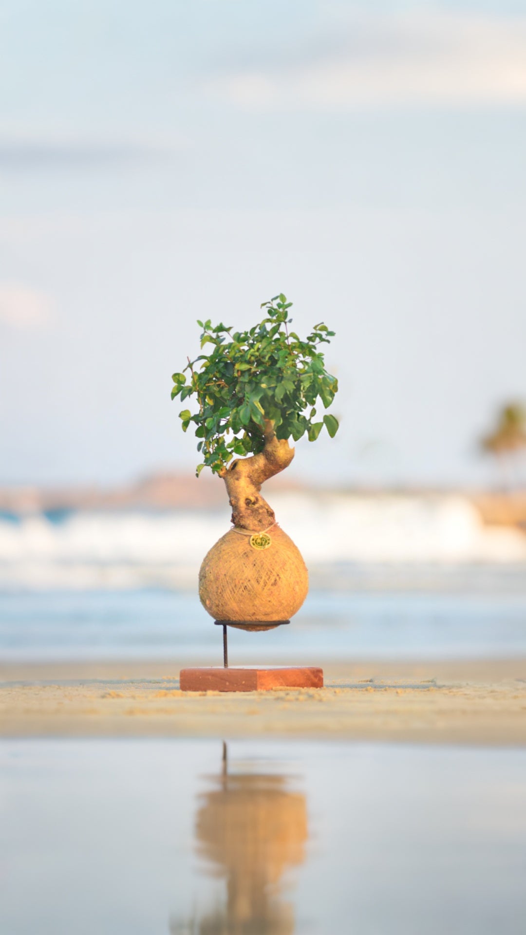 Kokedama Bonsai Ligustro Premium