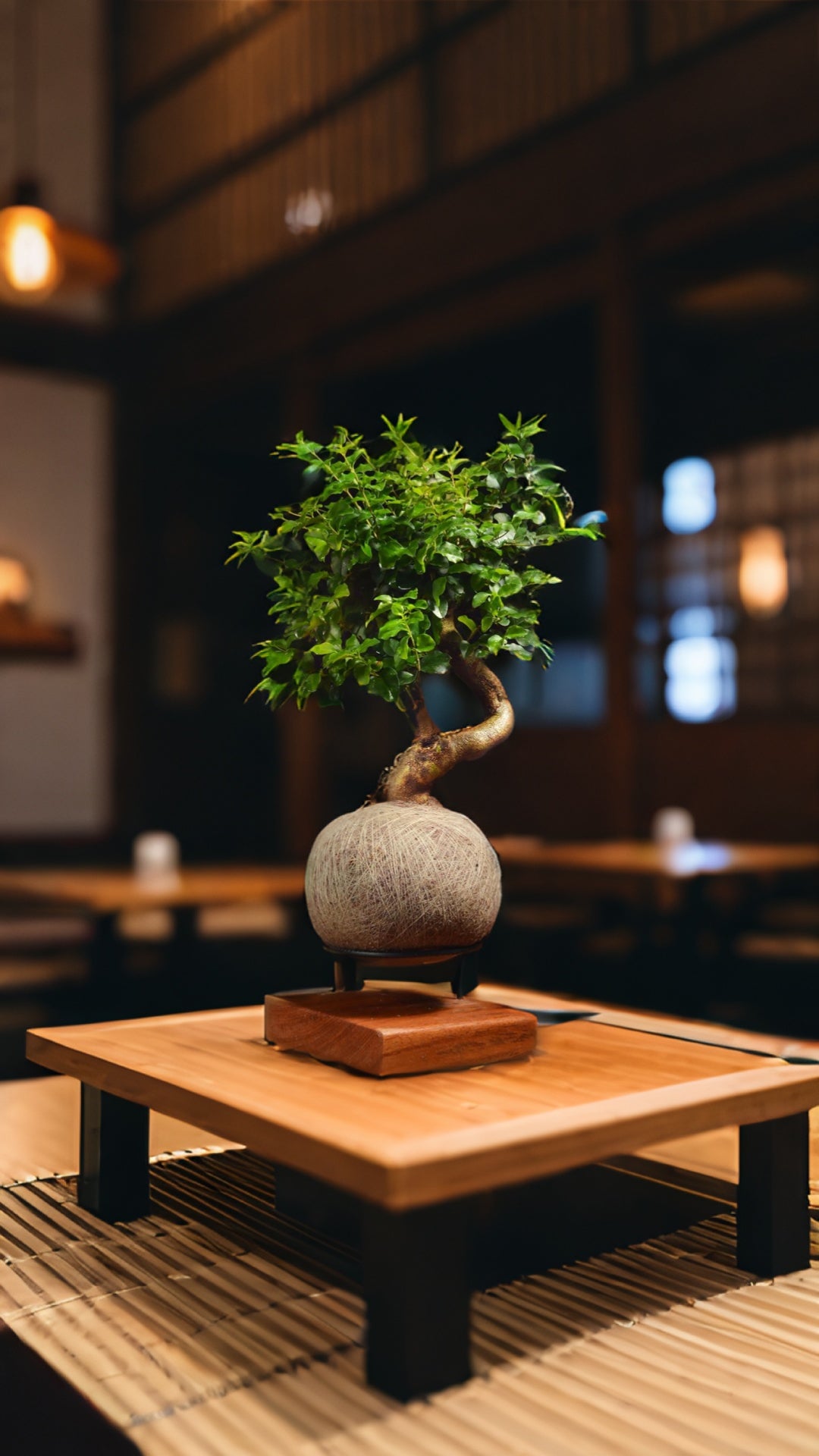 Kokedama Bonsai Ligustro (M)