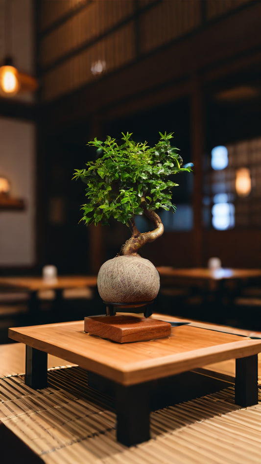 Kokedama Bonsai Ligustro (M)