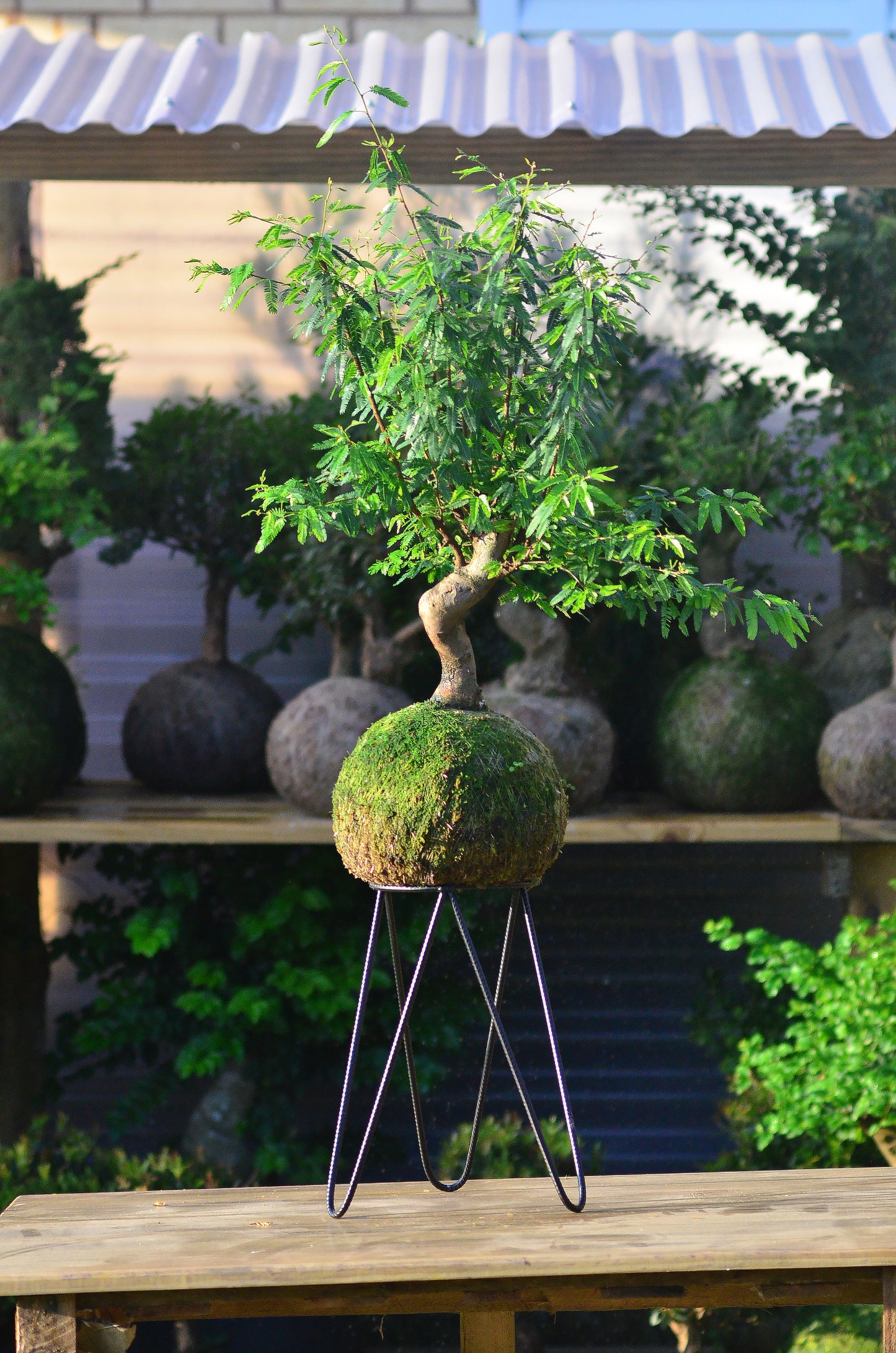 Kokedama Bonsai Caliandra
