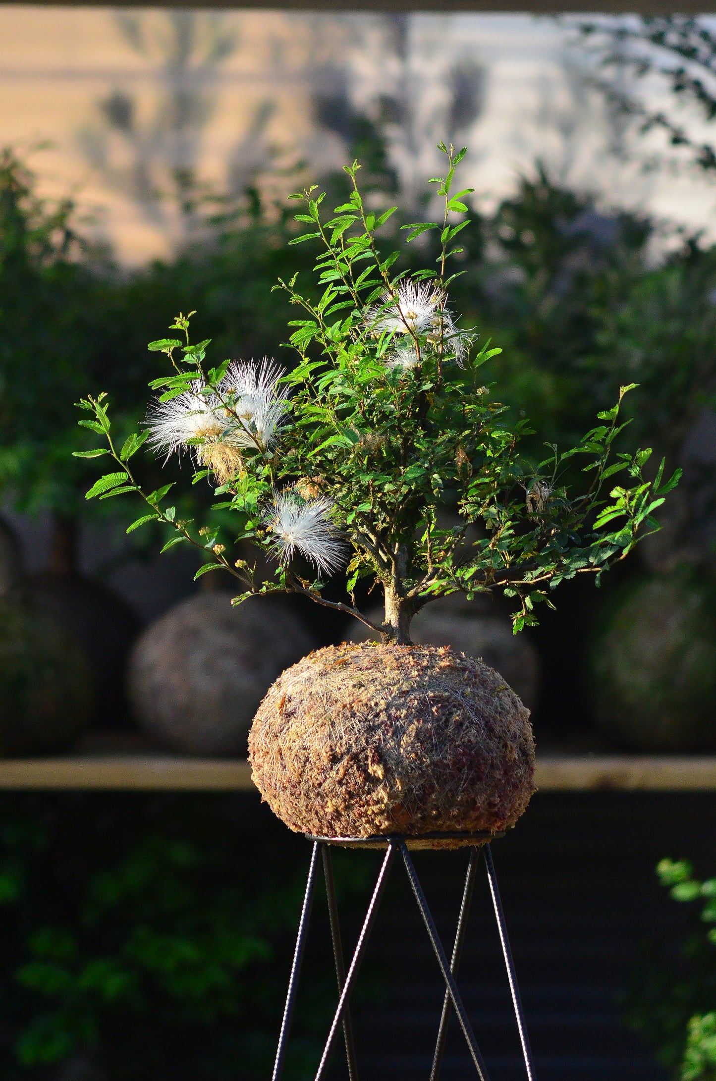 Kokedama Bonsai Caliandra