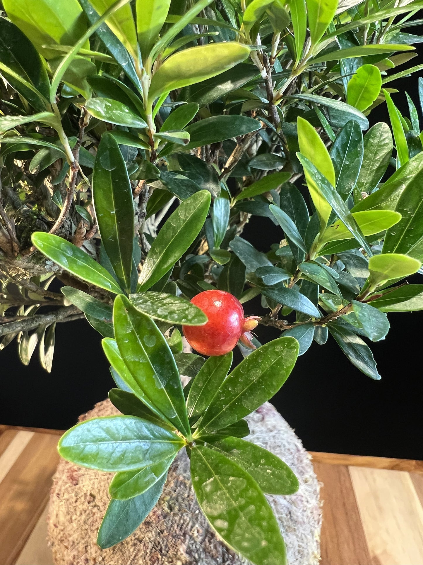 Kokedama Bonsai Cereja (Premium)
