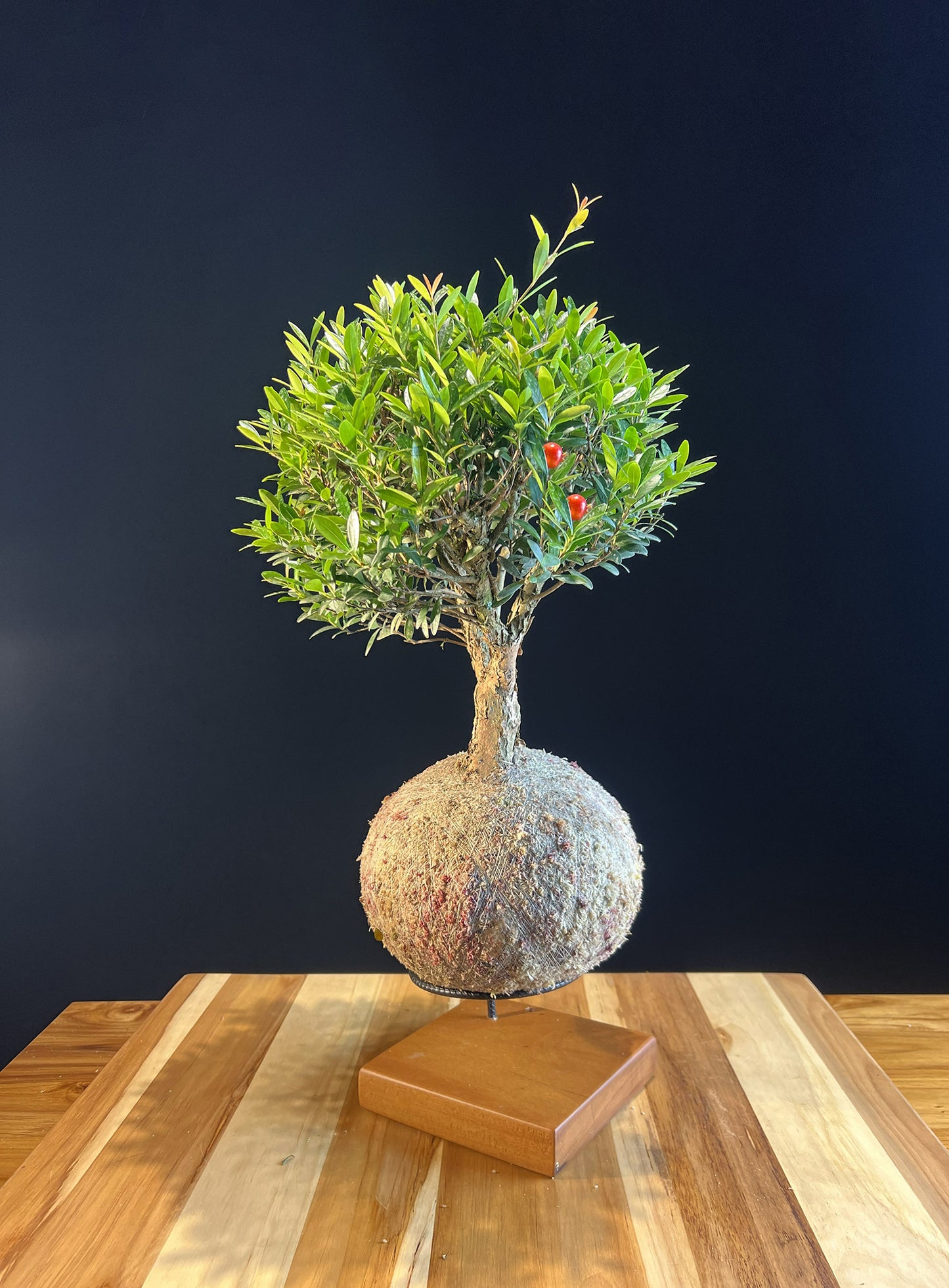 Kokedama Bonsai Cereja (Premium)