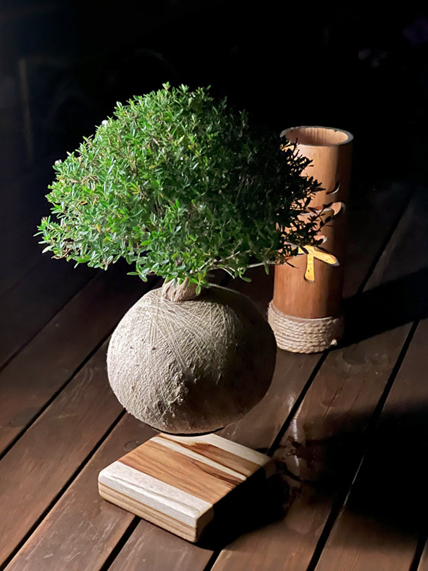 Kokedama Bonsai Cereja (Premium)