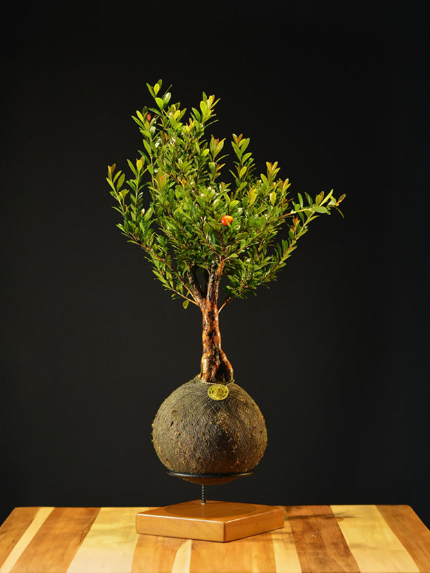 Kokedama Bonsai Cereja