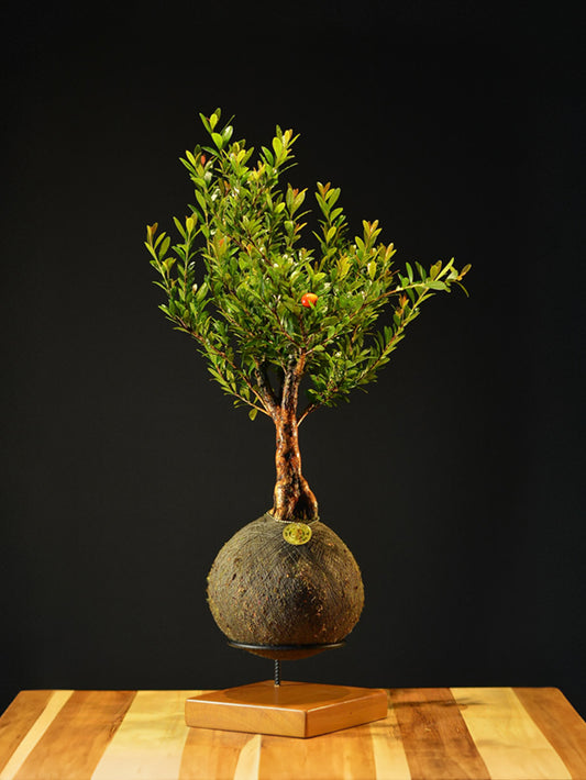 Kokedama Bonsai Cereja