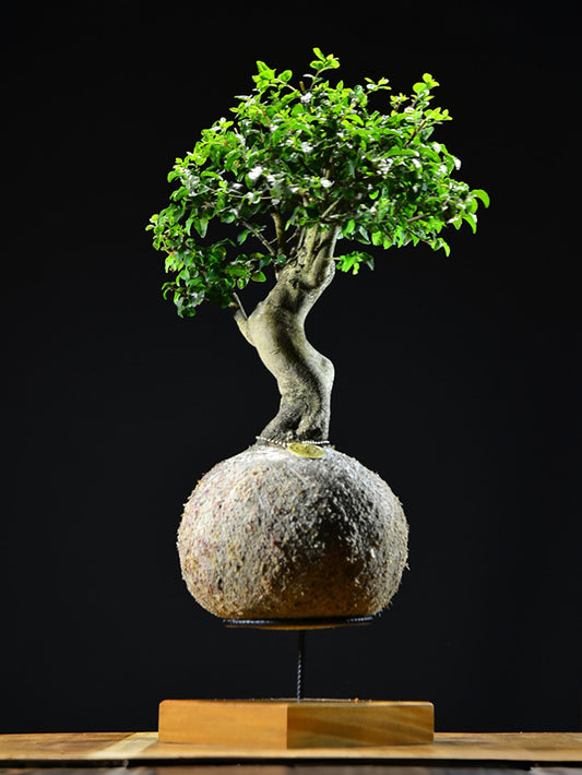Kokedama Bonsai Ligustro Premium