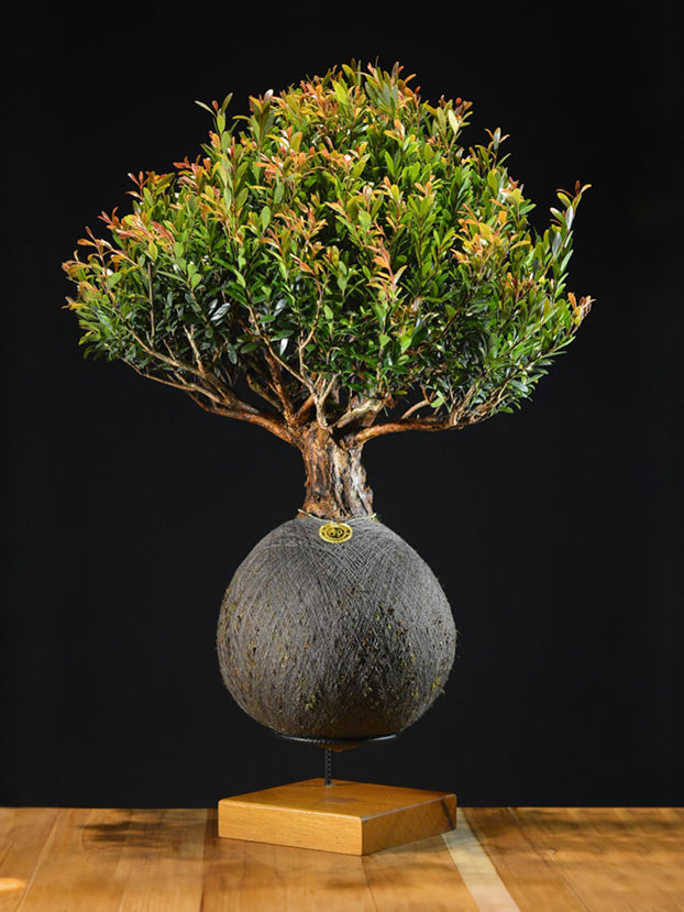 Kokedama Bonsai Cereja (Premium)