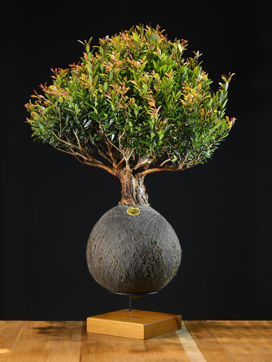 Kokedama Bonsai Cereja (Premium)