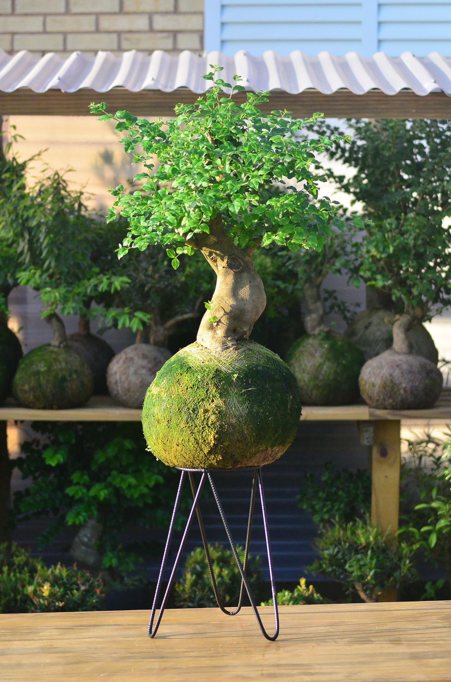 Kokedama Bonsai Ligustro Premium (GG)