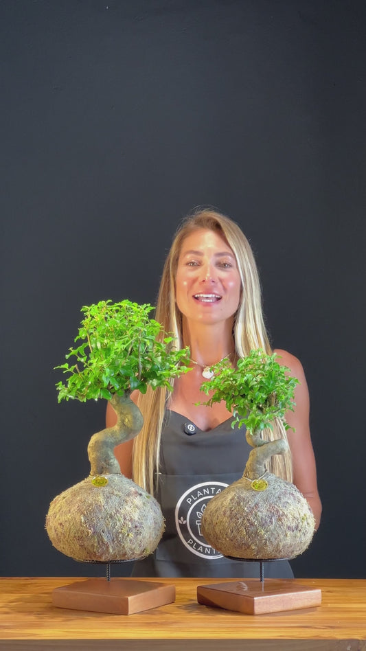 Kokedama Bonsai Família