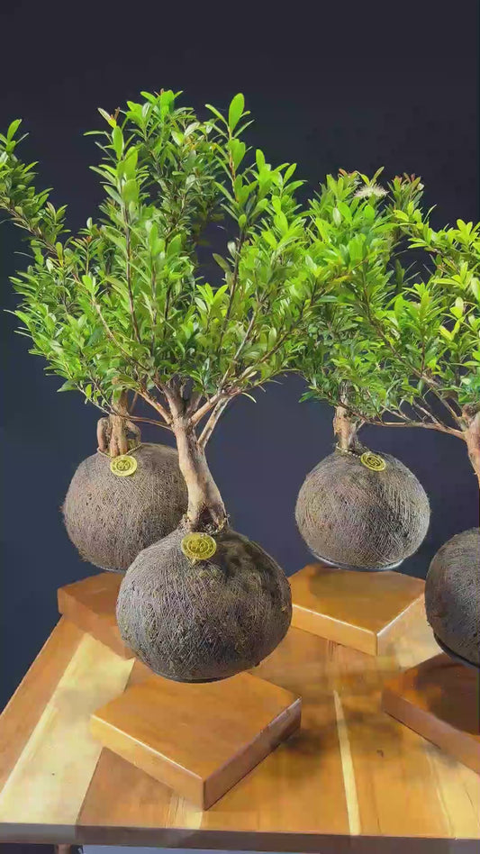 Kokedama Bonsai Cereja