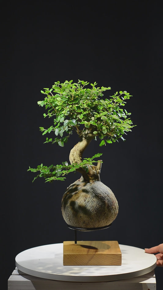 Kokedama Bonsai Ligustro (M)